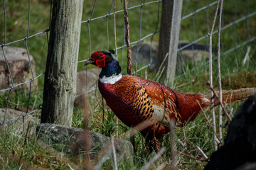 Vibrant pheasant navigating a grassy landscape in Scotland on a clear day, showcasing bright plumage and natural habitat