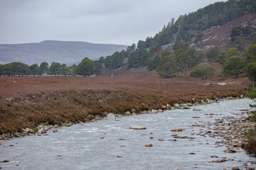 Fototapeta premium Exploring the tranquil River in the Scottish Highlands surrounded by lush green trees and rolling hills