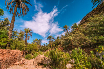 Palm trees and diverse vegetation create a vibrant oasis amidst the rocky terrain of the Atlas mountains, showcasing the beauty of Moroccan nature under a bright blue sky