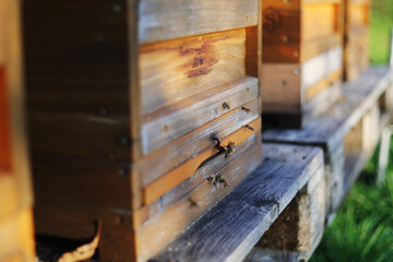 Bees near a bee hive at autumn season
