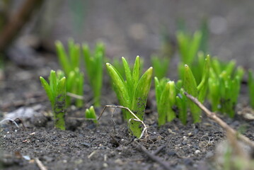 Sprouts of green plants break through the soil