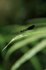 dragonfly on leaf