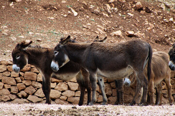 Portrait of a donkey