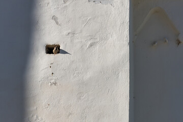 a bird peeking out of a small hole in the wall