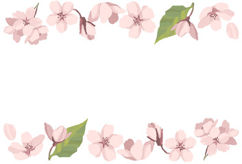桜のフレーム(上下)　cherry blossoms frame