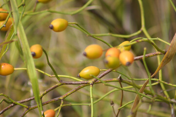 Closeup of dog rose seeds on branches with selective focus on foreground