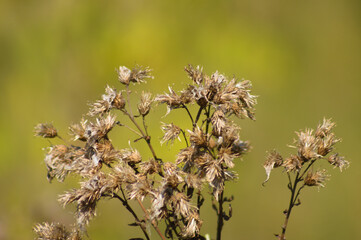 Closeup of brown fluffy hemp agrimony seeds with blurred background