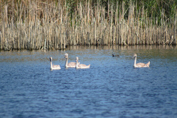 Closeup of swans floating on blue rippled lake with selective focus on foreground