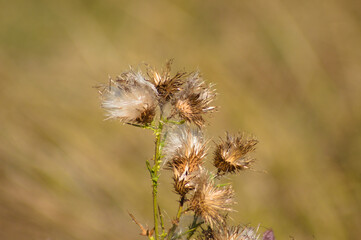 Closeup of fluffy bull thistle seeds with blurred background