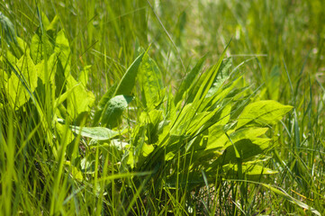 Closeup of garden lettuce with selective focus on foreground