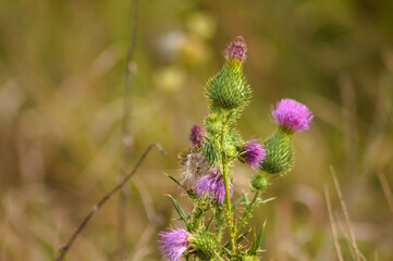 Closeup of bull thistle flowers with green blurred plants on background