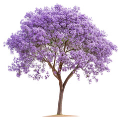 Fototapeta premium PNG Jacaranda tree jacaranda purple photography.