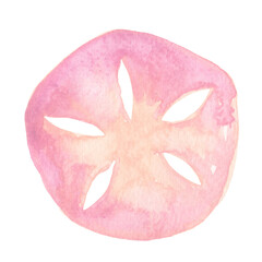 Sweet pink and purple sand dollar watercolor illustration for decoration on summer beach, nautical and coastal concept. © beelaa