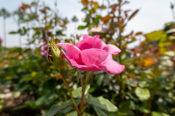 ピンク色のバラと柔らかな日差し