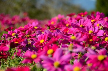 ピンク色のコスモスが咲き誇る秋の風景