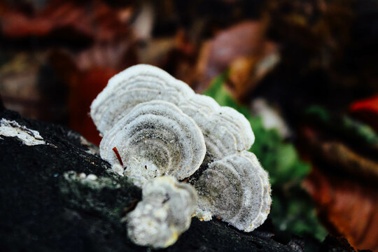 A large dead oak tree with trichaptum abietinum bracket fungus attached to the dark thick bark. The fungus and lichen are white and grey colored. They are in the shape of fans and kidneys.