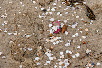 Shells on the sand of a beach in Rio de Janeiro.
