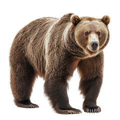 Obraz premium A Standing Grizzly Bear on a Solid White Background.