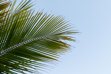 Fototapeta premium details of palm leaves in Rio de Janeiro.