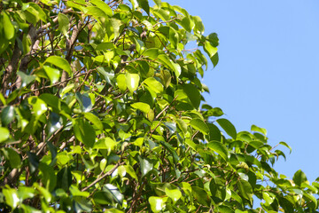 details of green leaves outdoors in Rio de Janeiro.