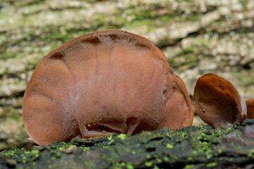 Auricularia auricula-judae - saprophytic fungus growing on an old tree stump, Odessa
