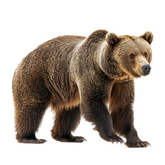 Fototapeta premium A close-up of an adult brown bear walking towards the right.