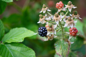 Exploring the lifecycle of blackberry plants and the impact of diseases on fruit development