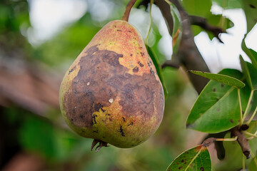 Exploring the impact of diseases on fruit trees in an orchard during the growing season