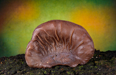 Naklejka premium Auricularia auricula-judae - saprophytic fungus growing on an old tree stump, Odessa