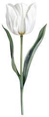 PNG A white Tulip flower tulip illustration drawing.