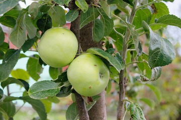 Impacts of diseases on apple trees in an orchard displaying unripe fruits