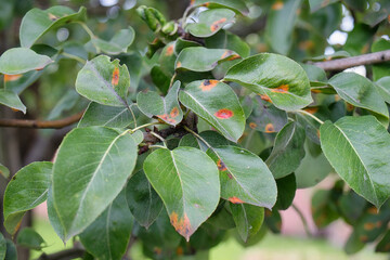 Exploring diseases affecting fruit trees in a blossoming orchard during early summer