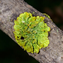 Xanthoria parietina - yellow-green lichen on a tree branch against the blue sky, Odessa