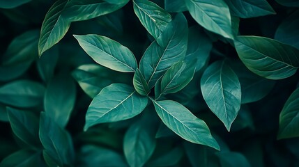 Lush green foliage, vibrant leaves background texture.