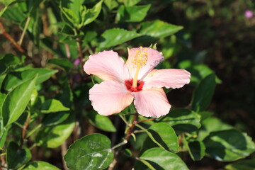 A delicate pink hibiscus flower blooms amidst lush green leaves under sunlight