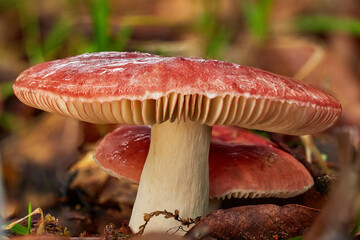 Magical and beautiful mushrooms from the forest.