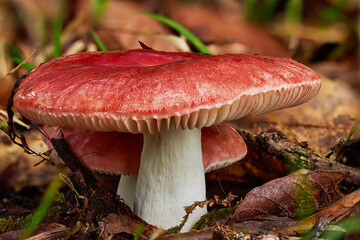 Magical and beautiful mushrooms from the forest.