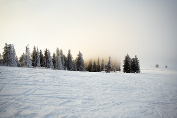 winter forest in the morning