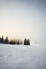 winter landscape with snow and foggy trees