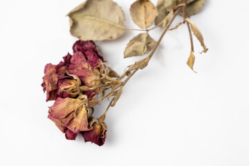 A beautiful dry rose on a white background. Dead flowers of the rose with copy space