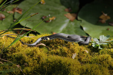 European grass snake (Natrix natrix) laying in warm sun on moss covered trunk near pond with water lily leaves in blurred background 