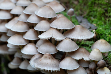 Group of mushrooms, Mycena leptocephala, growing on a tree trunk in the autumn forest.