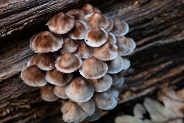 Group of mushrooms, Mycena leptocephala, growing on a tree trunk in the autumn forest.