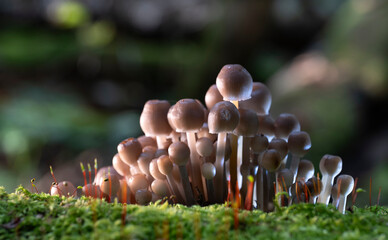 Group of mushrooms, Mycena leptocephala, growing on a tree trunk in the autumn forest.