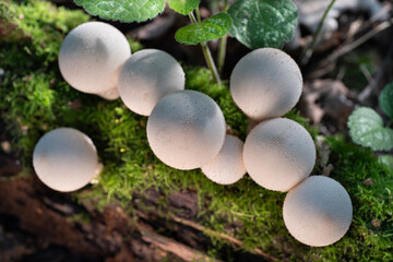 Group of edible mushrooms growing on a tree trunk in the autumn forest.