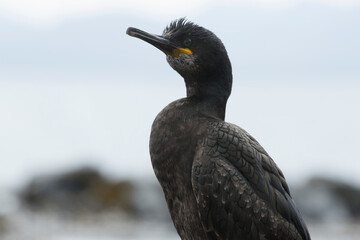 Cormorant resting near the shore on the Isle of Skye in Scotland during a cloudy day