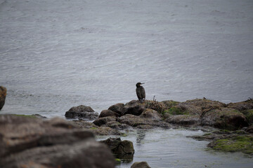 Black bird perched on rocky shoreline at Isle of Skye, Scotland, during twilight hours showcasing...