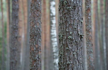Pine forest. Tree trunks as background. Nature scene.