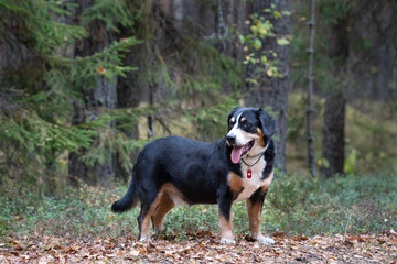 Dog in the Autumn Forest.
