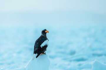 Fototapeta premium 流氷とオオワシ